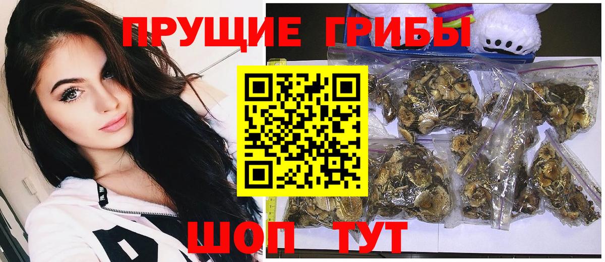 Псилоцибиновые грибы Psilocybine cubensis Чехов